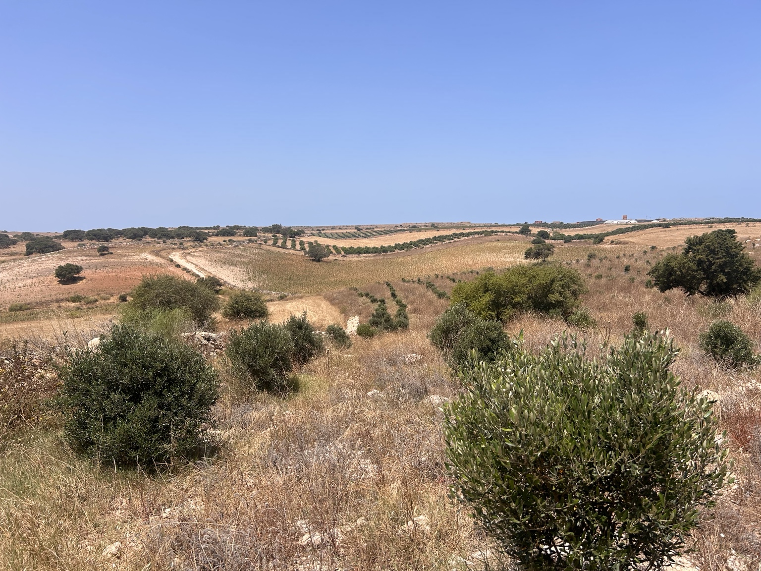 Vue panoramique du terrain vallonné et de l’oliveraie